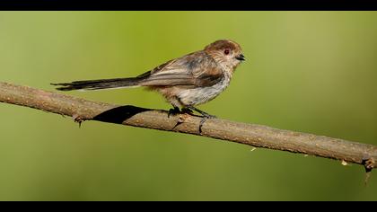Uzunkuyruklu baştankara