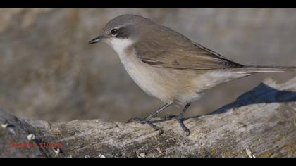 Küçük akgerdanlı ötleğen