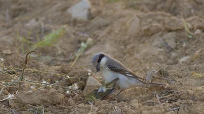 Karaalınlı örümcekkuşu