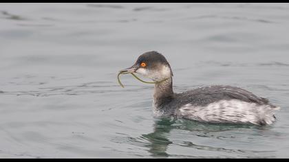 Karaboyunlu batağan