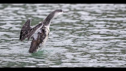 Kızılgerdanlı dalgıç