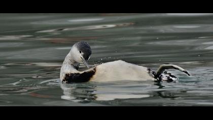 Kızılgerdanlı dalgıç