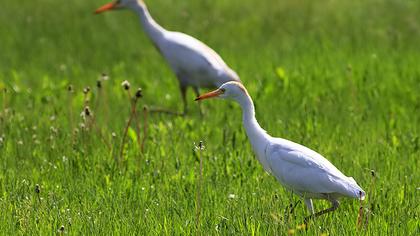 Sığır balıkçılı