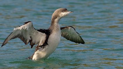 Karagerdanlı dalgıç