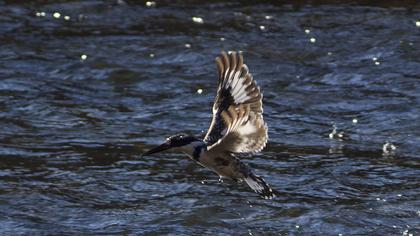 Alaca yalıçapkını