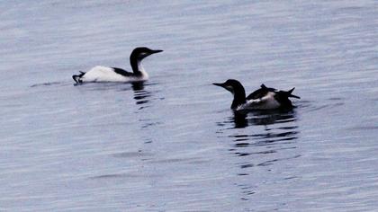 Karagerdanlı dalgıç