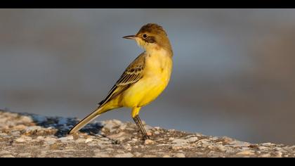 Sarı kuyruksallayan