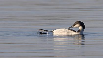 Karagerdanlı dalgıç