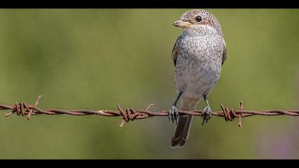 Kızılsırtlı örümcekkuşu