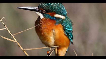 Yalıçapkını » Common Kingfisher » Alcedo atthis