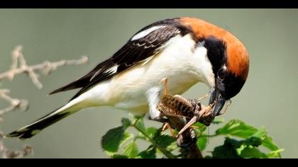 Kızılbaşlı örümcekkuşu