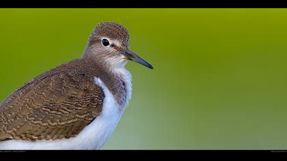 Dere düdükçünü » Common Sandpiper » Actitis hypoleucos