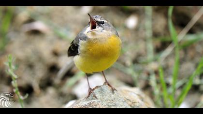 Dağ kuyruksallayanı