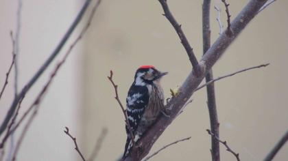 Küçük ağaçkakan