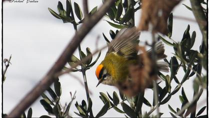 Sürmeli çalıkuşu
