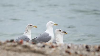 Kuzey gümüş martı