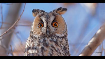 Kulaklı orman baykuşu