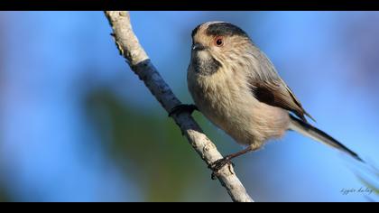 Uzunkuyruklu baştankara
