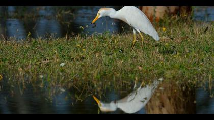 Sığır balıkçılı