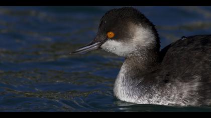 Karaboyunlu batağan