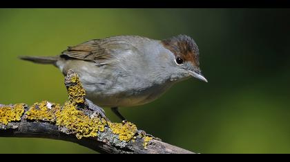 Karabaşlı ötleğen