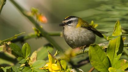 Sürmeli çalıkuşu
