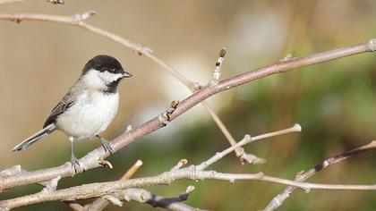 Akyanaklı baştankara