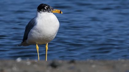 Büyük karabaş martı