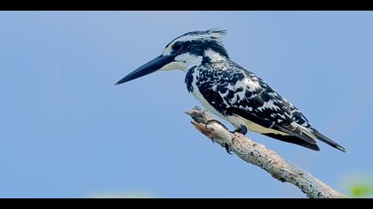 Alaca yalıçapkını