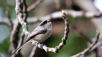 Uzunkuyruklu baştankara