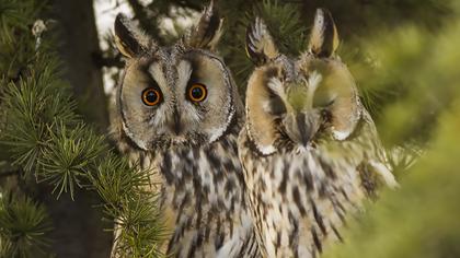 Kulaklı orman baykuşu