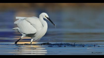 Küçük ak balıkçıl