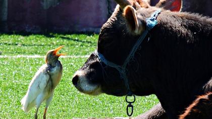 Sığır balıkçılı