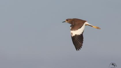 Akkuyruklu kızkuşu