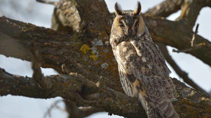 Kulaklı orman baykuşu