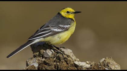 Sarıbaşlı kuyruksallayan