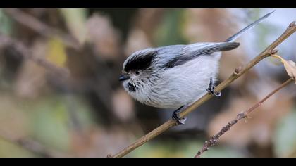 Uzunkuyruklu baştankara