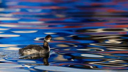 Karaboyunlu batağan