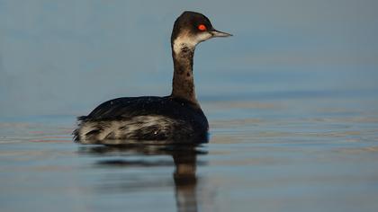 Karaboyunlu batağan