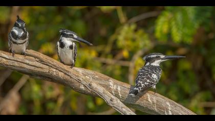 Alaca yalıçapkını