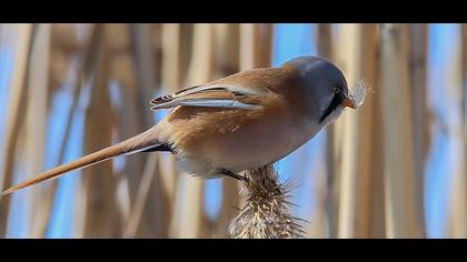 Bıyıklı baştankara