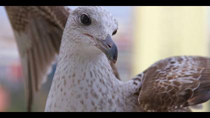 Gümüş martı » Yellow-legged Gull » Larus michahellis