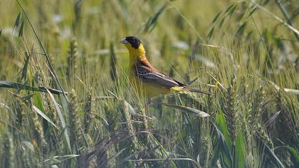 Karabaşlı kirazkuşu