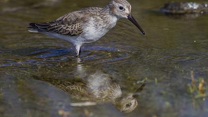 Karakarınlı kumkuşu