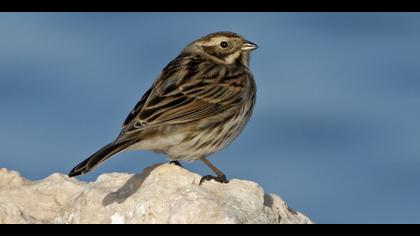Bataklık Kirazkuşu
