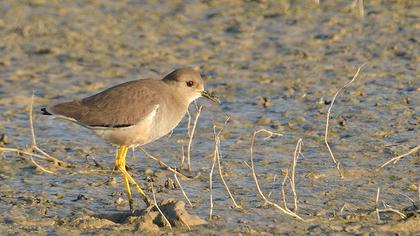 Akkuyruklu kızkuşu