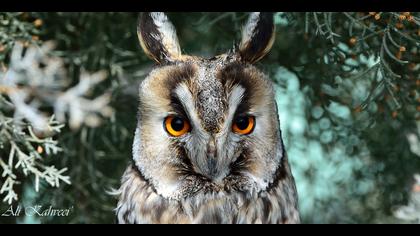 Kulaklı orman baykuşu