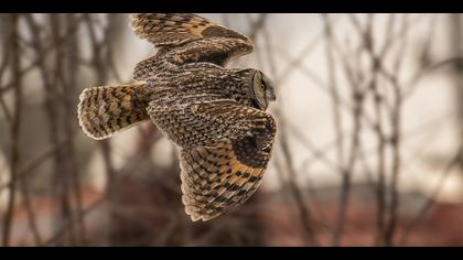 Kulaklı orman baykuşu