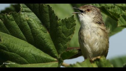 Dikkuyruklu ötleğen