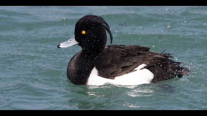 Tepeli patka » Tufted Duck » Aythya fuligula
